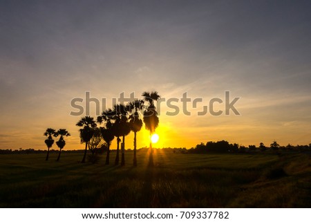 silhouette palm tree in asia with sunset.Tree silhouetted against a setting sun.