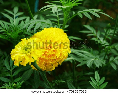 Yellow marigold flower. A symbol of love for King Rama 9 of the Thai people.