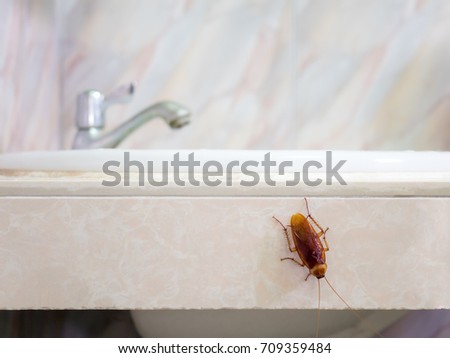Close-up image of cockroach in house on background of water closet.
 Royalty-Free Stock Photo #709359484