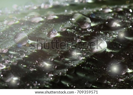 Heavy rain fall down to green big leaf in garden, concept tropical area only and dew on leave so beautiful, close up photography, selective focus, blur some parts, low exposure