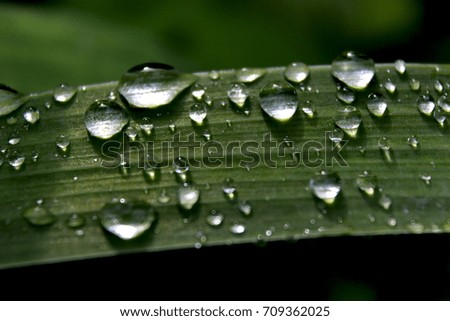 Close-up plant leaf with water drops , Beautiful green grasses texture with drops of water
