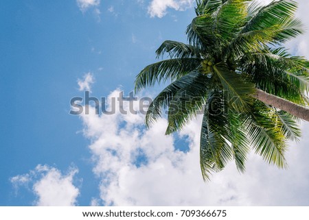 Coconut tree with blue sky and clouds, nature summer background.