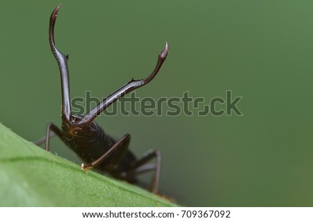 image of an earwig on green leaf