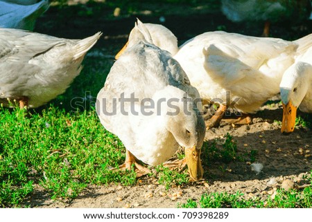 Ducks in the farm.
