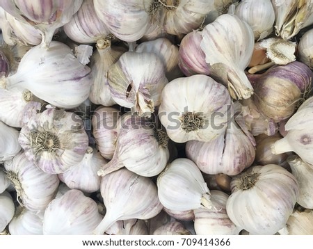 garlic harvest. many fresh garlics. garlic close up 