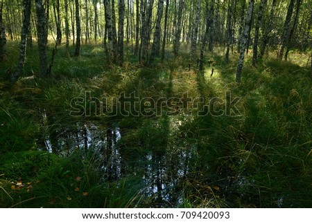 Birch Grove in the shadows of the trees from sunlight in the early morning