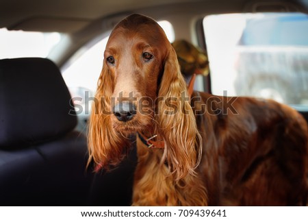 Funny Irish red setter travels in the car. A sad dog that gets carsick on the trip Royalty-Free Stock Photo #709439641