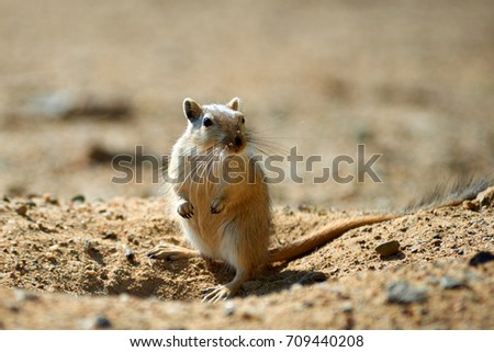 The great gerbil (Rhombomys opimus). In nature it is found in Central Asia.