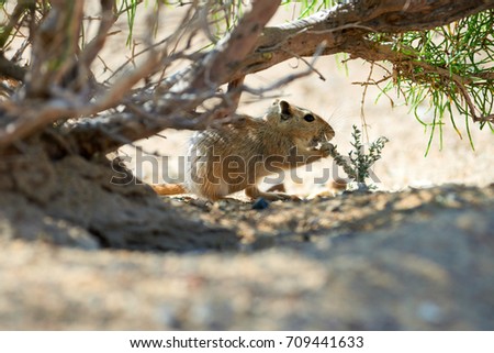The great gerbil (Rhombomys opimus). In nature it is found in Central Asia.