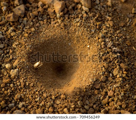 Ant hole in morning sunlight Royalty-Free Stock Photo #709456249