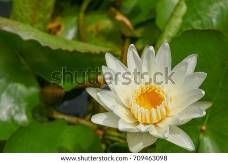 Close-up Picture:White Lotus Flowers