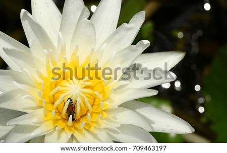 Close-up Picture:White Lotus Flowers