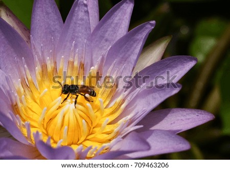 Close-up Picture:Purple Lotus Flowers