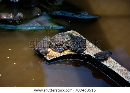 Many frogs are found in a pond in a frog farm in Thailand.