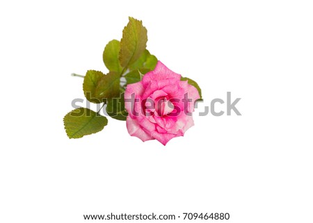 Pink roses isolated on white background.