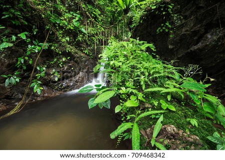 Small waterfall with green tree in the rain forest