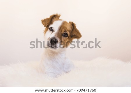 close up portrait of a cute young small dog over white background looking at the camera.  Pets indoors.  Love for animals concept.