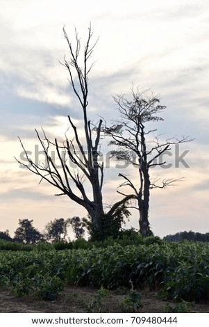 Beautiful isolated image of an amazing old trees
