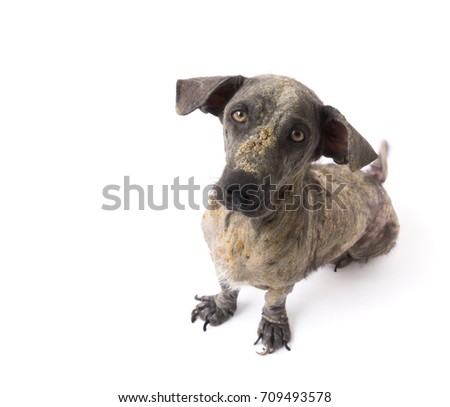 Closeup face of dog sick leprosy skin problem with white background, selective focus
