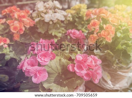 Colorful flowers in the garden.Flower many species the sepals are colorful and petal-like. Other flowers have modified stamens that are petal-like; the double flowers of Peonies and Roses are
