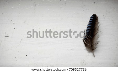 Top view photo with a small dark grey feather with bright blue stripes lying on a wooden surface colored in white. Bird feather on white background.