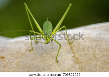 Image of family Tettigoniidae(Mirollia hexapinna) are commonly called katydids or bush-crickets on dry leaves brown. Insect. Animal