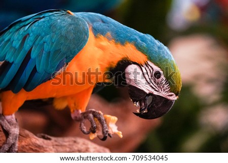 Head parrot