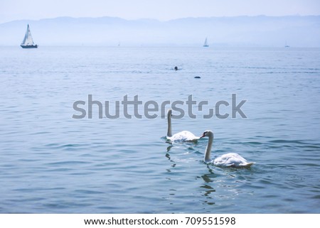 A couple of beautiful swans floating, Bodensee, Germany