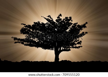Light of divide god shining behind beach almond tree.