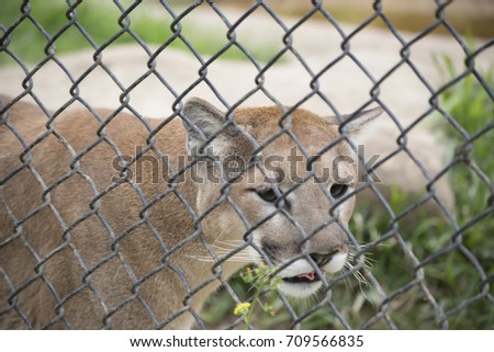 Close up of a mountain lion (Puma concolor) through a fence