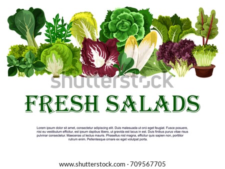 Salads and leafy vegetables poster for farm market. Vector chicory, radiccio or arugula and chinese cabbage, oakleaf lettuce or sorrel and pak choi, farm garden spinach, batavia and iceberg lettuce Royalty-Free Stock Photo #709567705