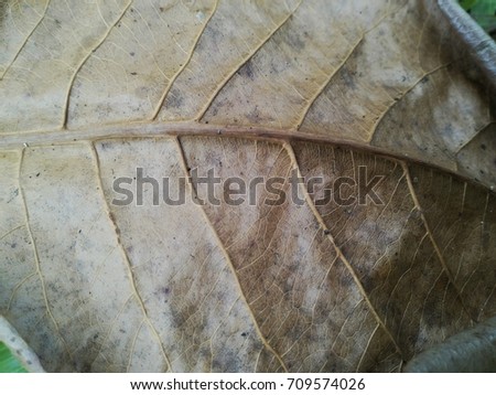 Dry leaf close up texture