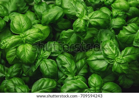 Fresh basil on a dark background. Green basil. Green basil on a dark background. Food background. A lot of basil Royalty-Free Stock Photo #709594243