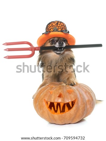 halloween pumpkin and chihuahua in front of white background