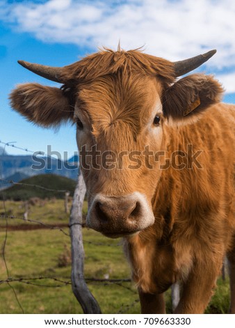 Portrait of a Horned Brown Cow