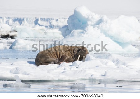 Walrus on ice flow