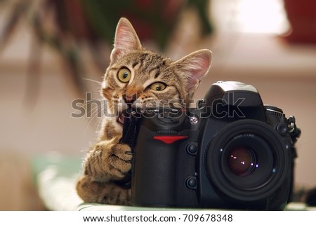 Cute cat biting a camera