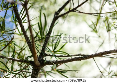 leaves from brachychiton rupestris queensland bottle tree from australia