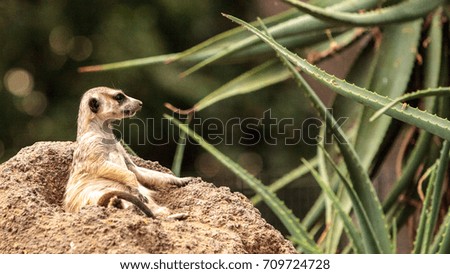 Meerkat, Suricata suricatta, on a large rock, on the lookout for predators or food.
