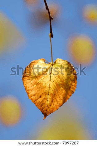 Colorful autumnal leaf illuminated by the sun
