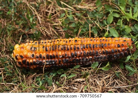 Delicious grilled corn in grass