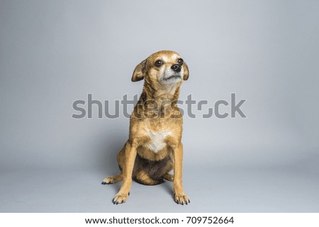Chihuahua Sitting