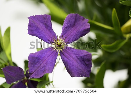 Violet flower (Clematis)
