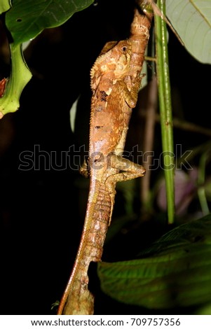 A lizard in Monteverde, Costa Rica