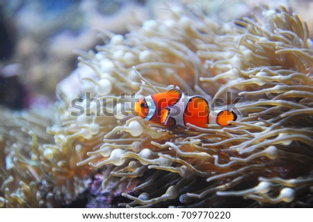 orange clown fish in the coral reef
