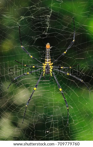 Spider garden-spider (Araneus) type of spider araneomorphae from the spider family Orb-web (Araneidae) Royalty-Free Stock Photo #709779760