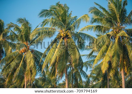 Palm trees summer themed background photo