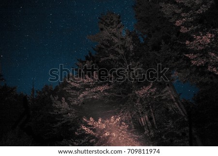 Night forest	
