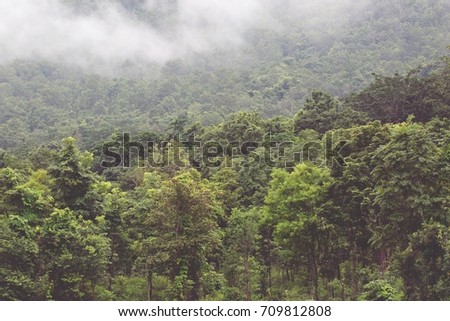 landscape forest in atmosphere cold weather the winter mist covered the mountain tree and forest . concept leave space for writing text.