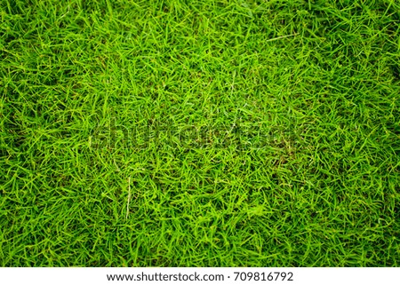Grass background texture.